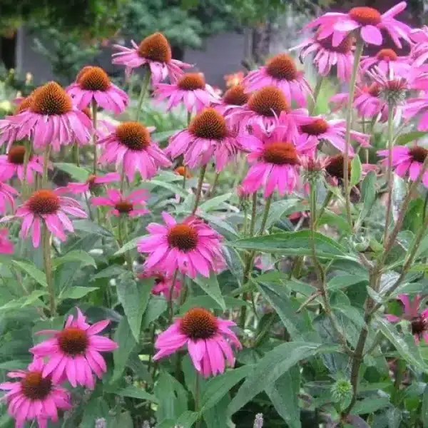 Echinacea (Rudbeckia) purpurea Viola