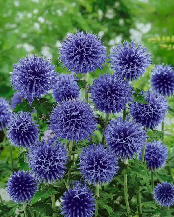 Эхінопс банацкі (Echinops bannaticus)