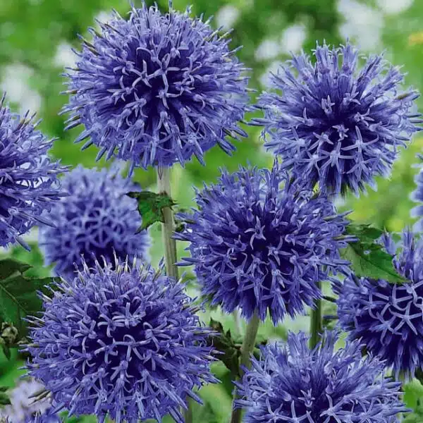 Эхінопс банацкі (Echinops bannaticus) — блакітнае ззянне (Image 2)
