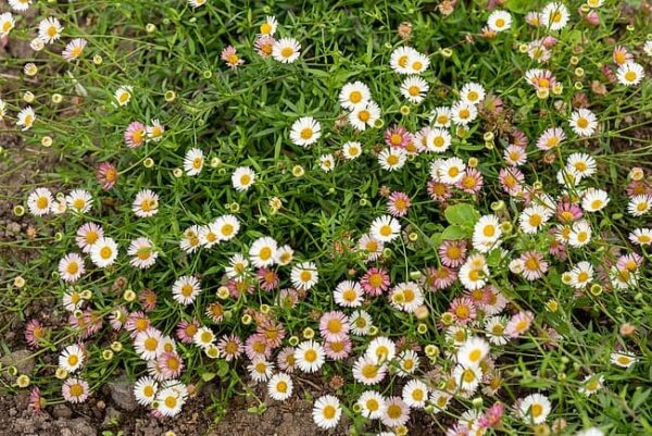 Erigeron karvinskianus Stallone - Afbeelding 2