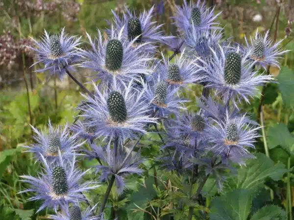 Eryngium alpinum Blå stjärna - Bild 4