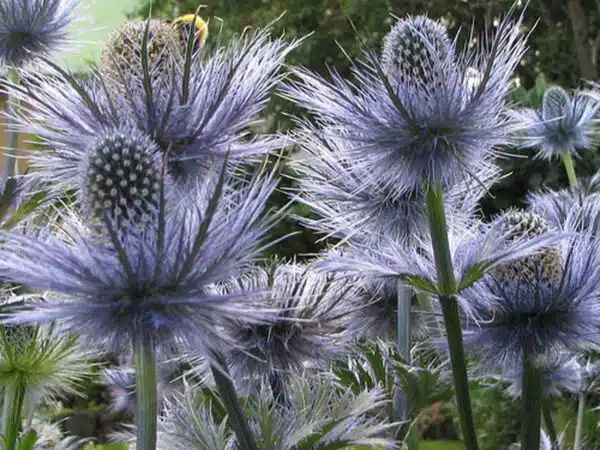 Eryngium alpinum Blå stjärna - Bild 3