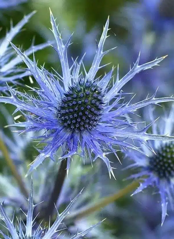 Eryngium alpinum Blå stjärna - Bild 2