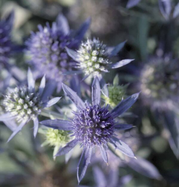 Eryngium planum Hobbit bleu - Image 2