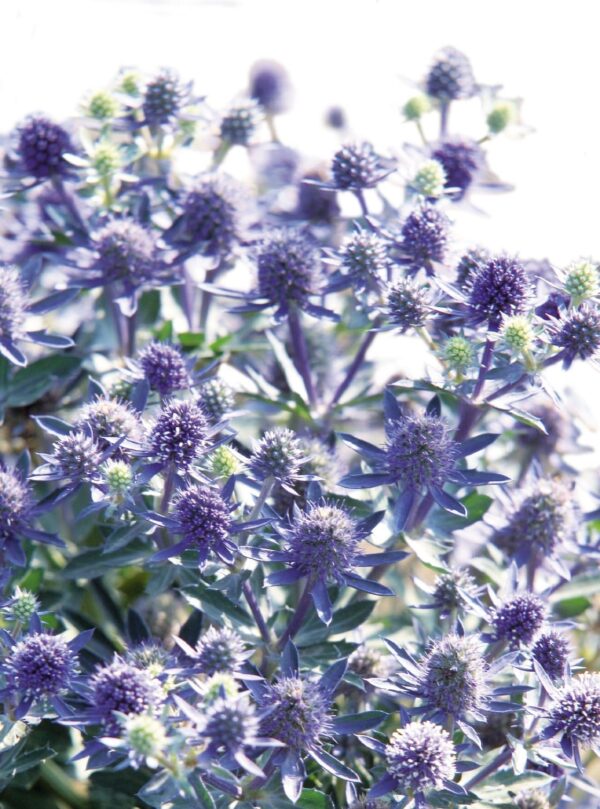Eryngium planum Hobbit bleu - Image 3