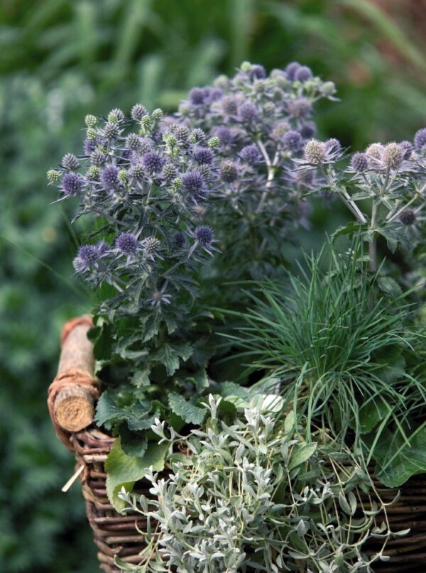 Eryngium planum Hobbit bleu - Image 4