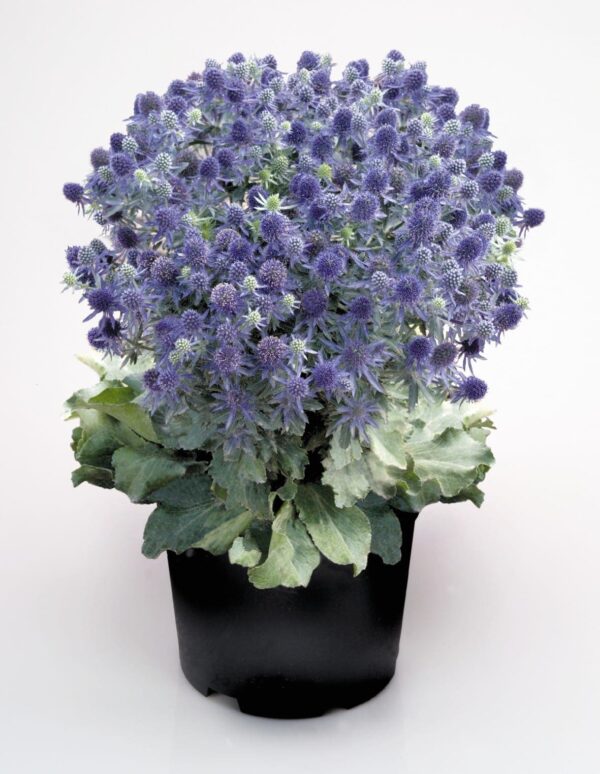 Eryngium planum Hobbit bleu