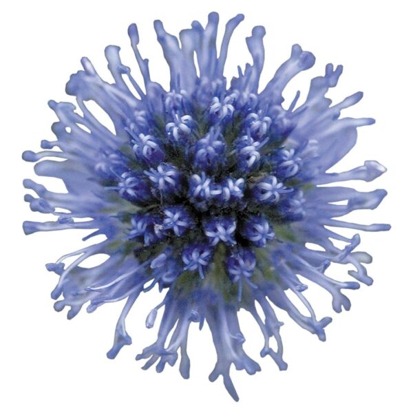 Eryngium planum Glitter Blue - Afbeelding 3