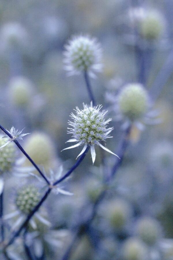 Eryngium planum Glitter Blue - Afbeelding 4