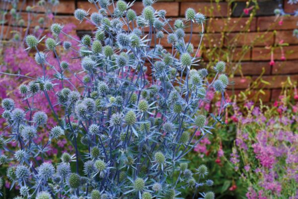 Eryngium planum Glitter Blue - Afbeelding 6