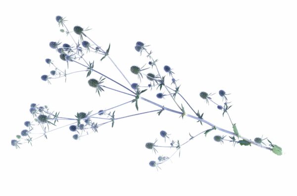 Eryngium planum Glitter Blue - Afbeelding 2