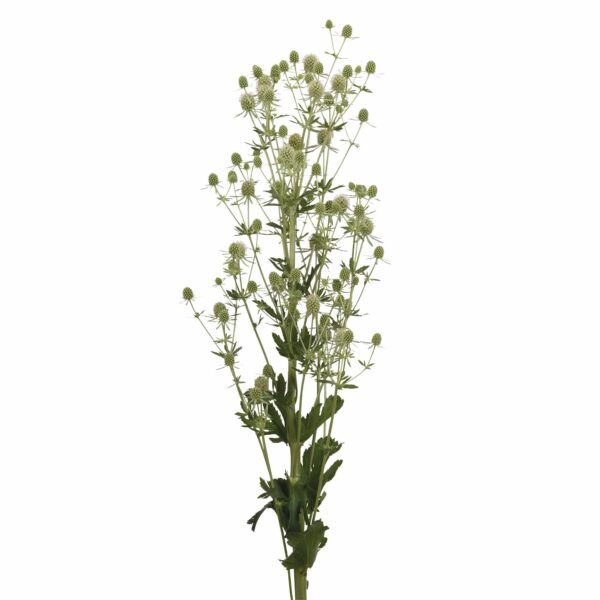 Eryngium planum Glitter White - Afbeelding 3