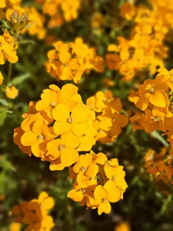 Erysimum x allionii (Cheiranthus) Orange