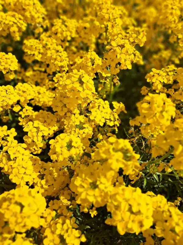 Erysimum x allionii (Cheiranthus) Yellow - Afbeelding 2
