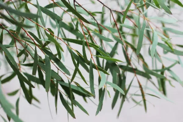 Eucalyptus nicholii - Bild 2