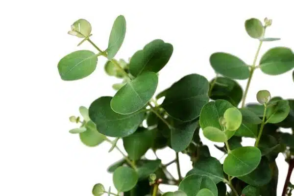 Eukalyptus websteriana