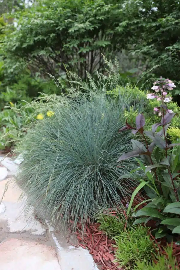 Festuca valesiaca var. glaucantha Buddy - Afbeelding 3
