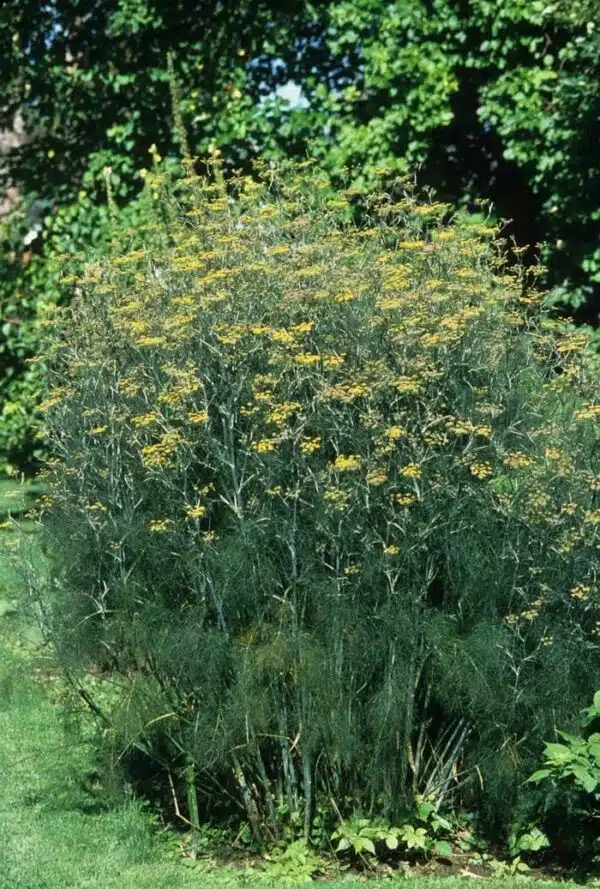 Foeniculum vulgare (Фенхель) - Малюнак 3