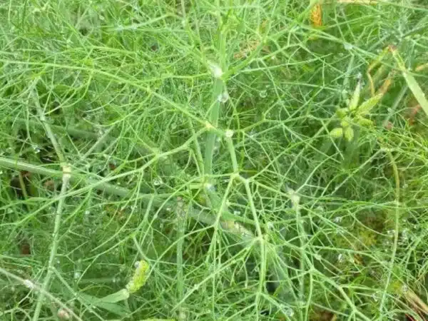 Foeniculum vulgare (Фенхель)