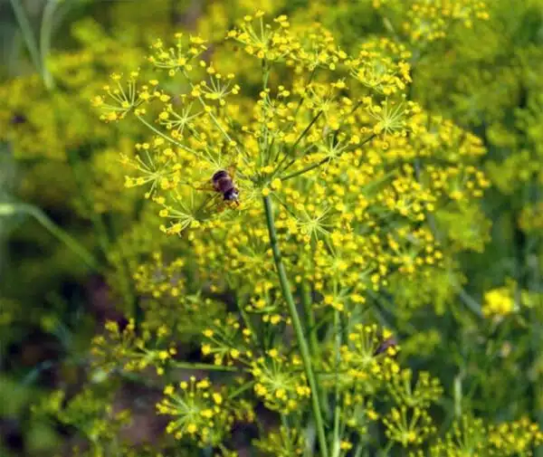 Foeniculum vulgare (Фенхель) - Малюнак 2