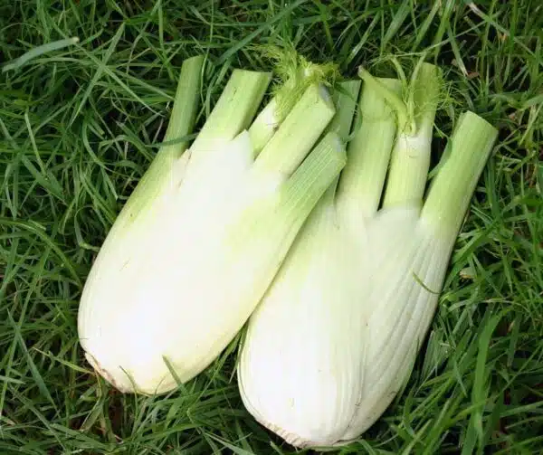 Foeniculum vulgare (Fenchel) Fino BIO - Bild 2