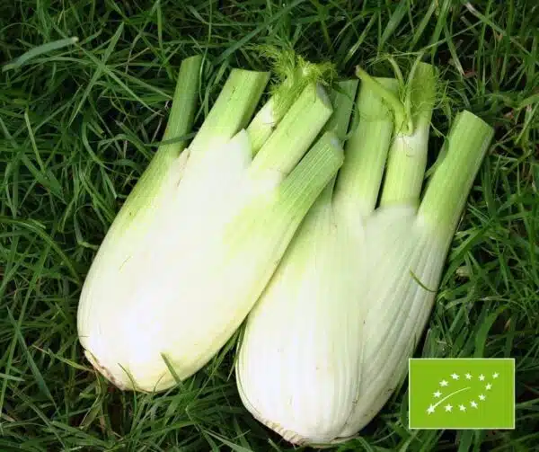 Foeniculum vulgare (Fenchel) Fino BIO