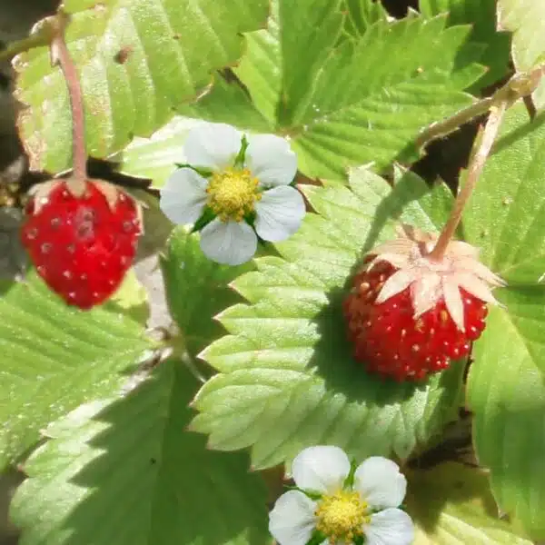 Fragaria vesca (wild strawberry) Improved Rügen