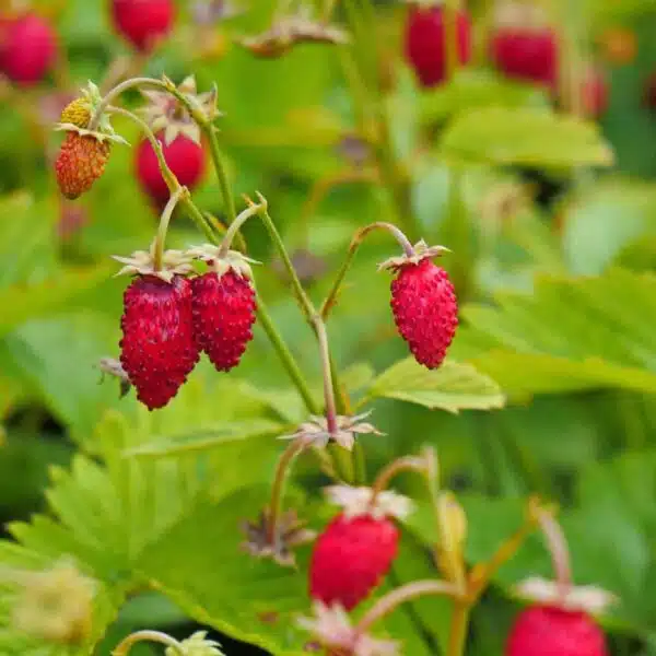 Fragaria vesca (wild strawberry) Improved Rügen - Image 3
