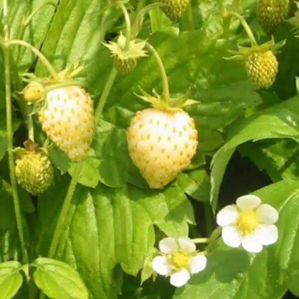 Fragaria vesca (wild strawberry) Yellow Wonder