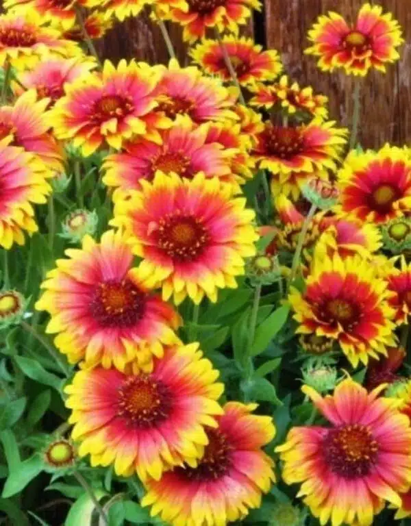 Gaillardia aristata Torchlight (Fackelschein)