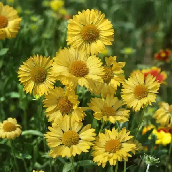 Gaillardia aristata Aurea Pura - Immagine 3