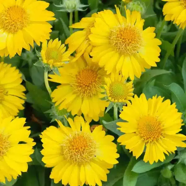 Gaillardia aristata Aurea Pura - Immagine 2