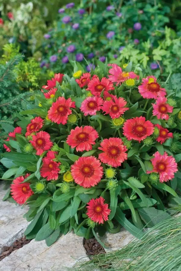 Gaillardia x grandiflora Arizona Red Shades - Afbeelding 2