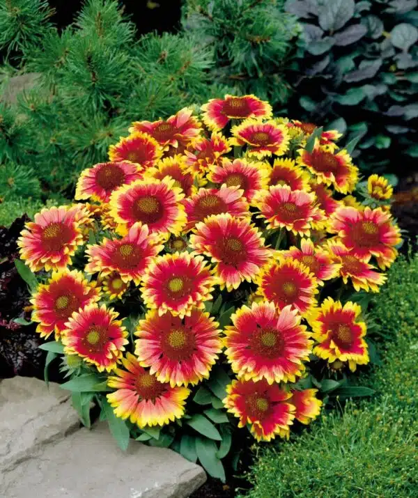 Gaillardia x grandiflora Arizona Sun - Afbeelding 2