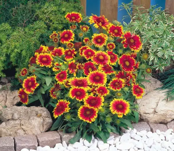 Gaillardia x grandiflora Arizona Sun - Afbeelding 4