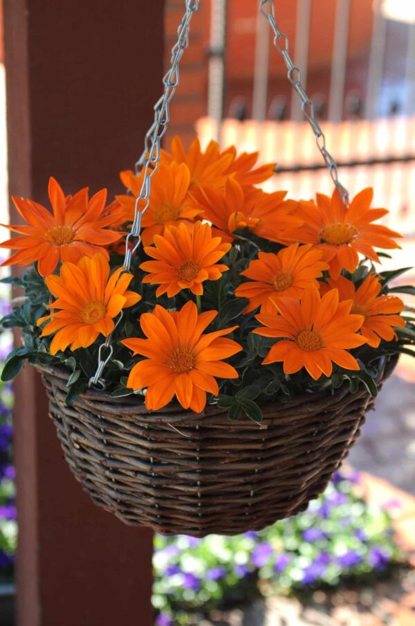 Gazania rigens New Day® Clear Orange - Bild 2