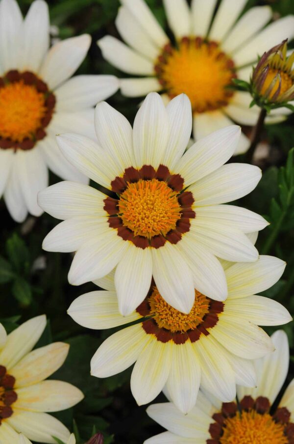 Gazania rigens New Day® Weiß