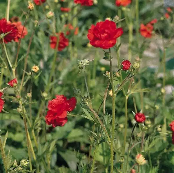 Geum chiloense Mrs. Bradshaw (Feuerball) - Afbeelding 2