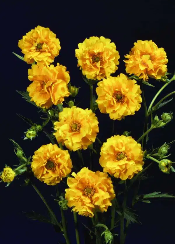 Geum chiloense Lady Stratheden (Голдбол) - Выява 2
