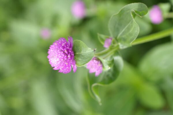 Gomphrena globosa QIS® Lilac - Afbeelding 2