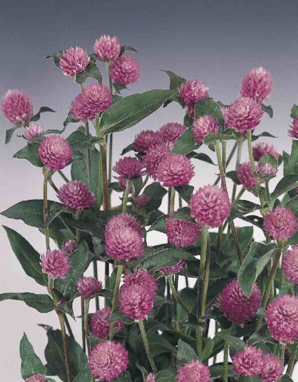 Gomphrena globosa QIS® Lilac