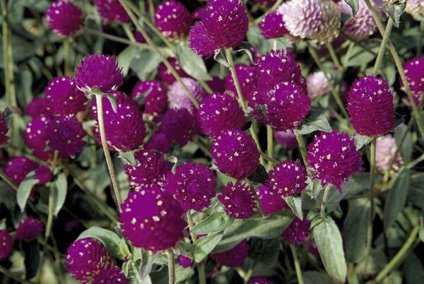 Gomphrena globosa QIS® Púrpura