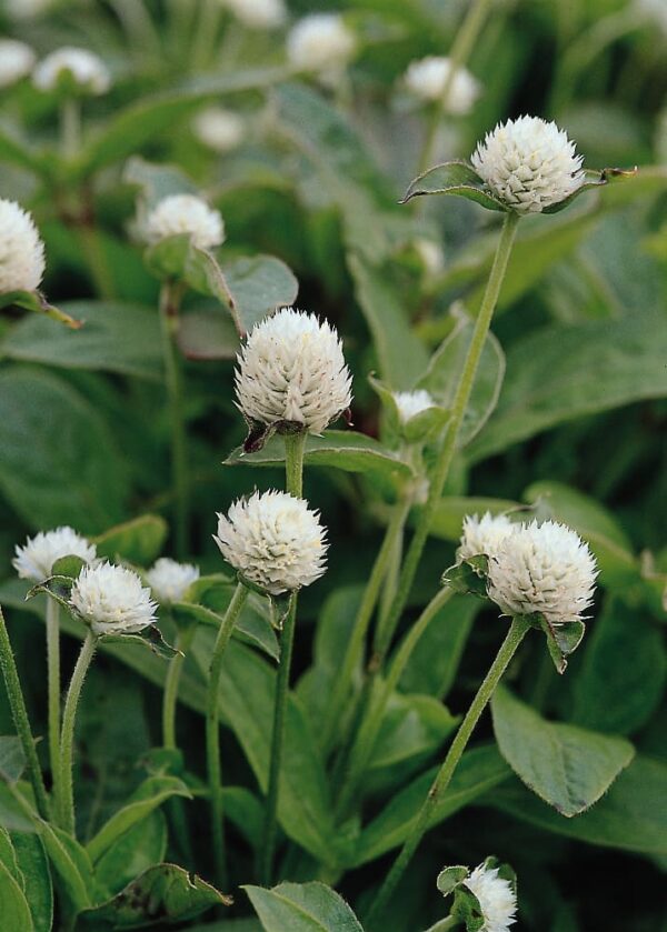 Gomphrena globosa QIS® White - Малюнак 2