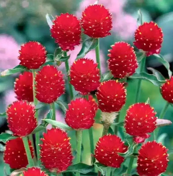 Gomphrena haageana Strawberry Fields