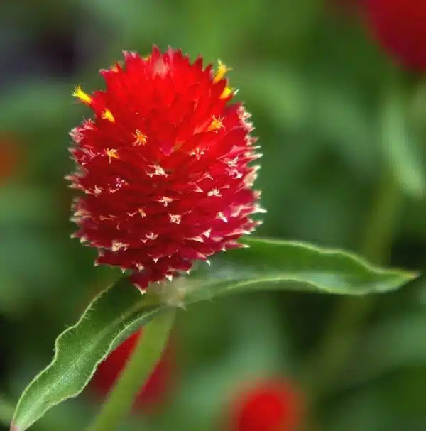 Gomphrena haageana Strawberry Fields - Afbeelding 2