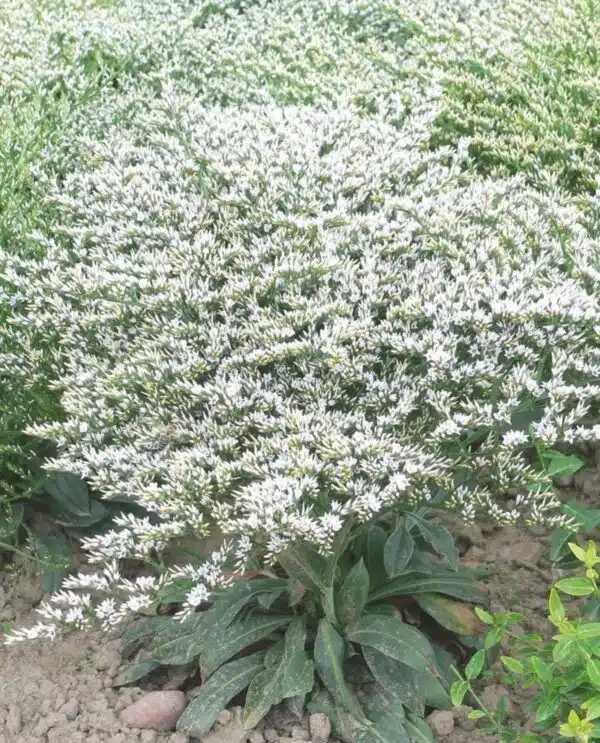 Goniolimon (Statice) tataricum Woodcreek