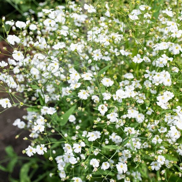Gypsophylla elegans Covent Garden - Bild 2