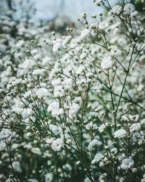 Gypsophylla paniculata Snowflake - Afbeelding 2