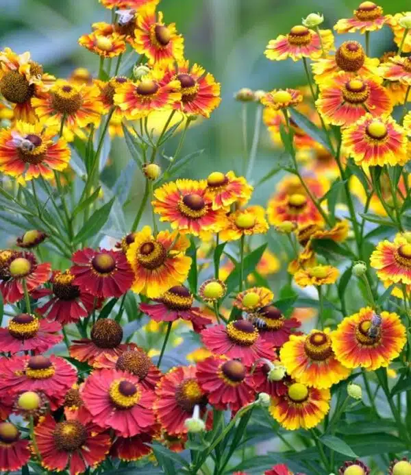 Helenium autumnale RedGold Hybrids - Afbeelding 2