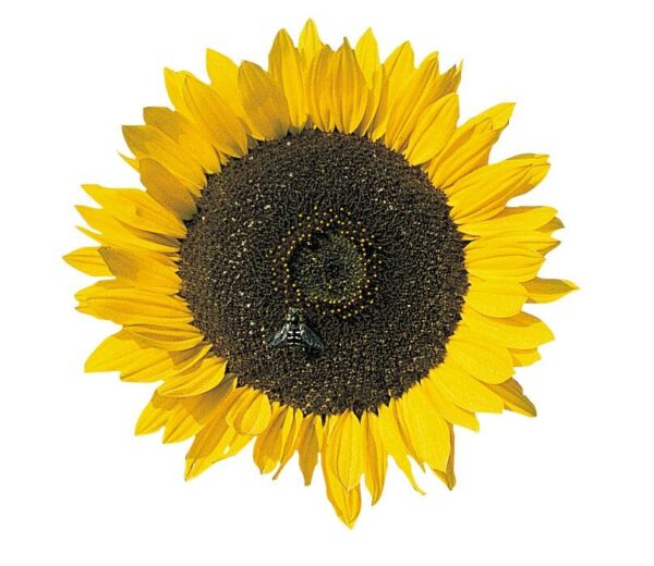 Helianthus annuus (Sunflower) Cutting Gold - Afbeelding 2